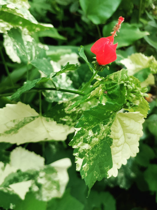 Turk's Cap Mallow Variegated
