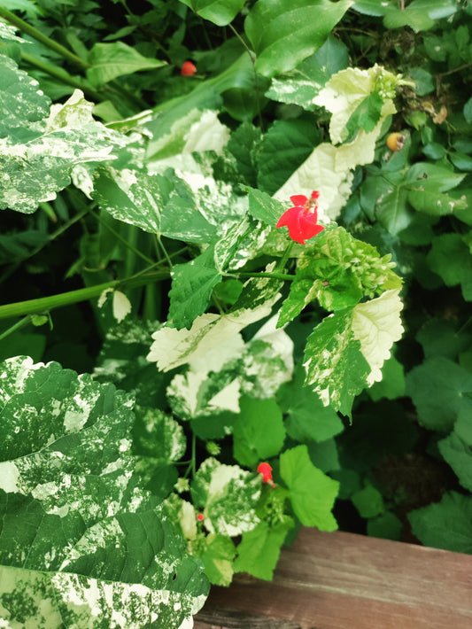 Turk's Cap Mallow Variegated