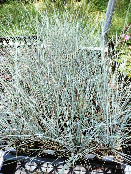 Blue Fescue Grass 'Elijah Blue' - Festuca glauca