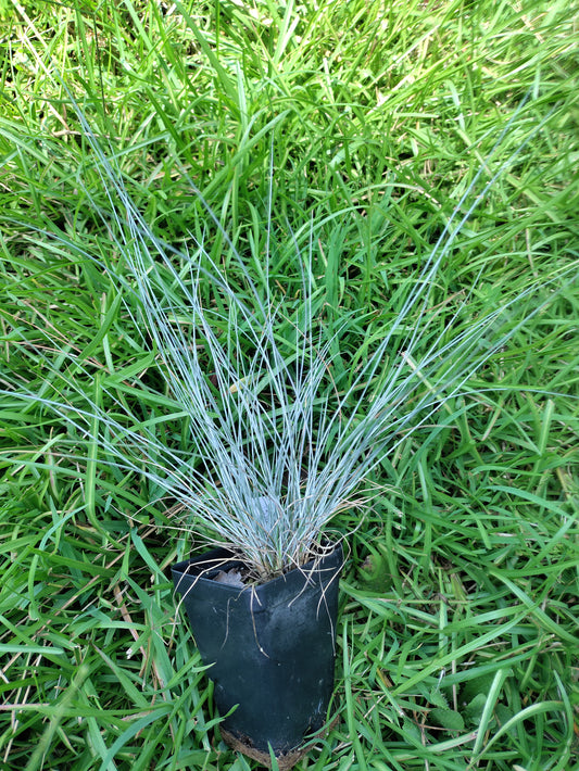 Blue Fescue Grass 'Elijah Blue' - Festuca glauca