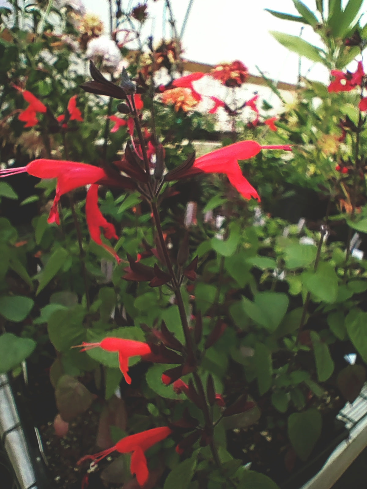 Salvia Hummingbird Forest Fire - Salvia coccinea