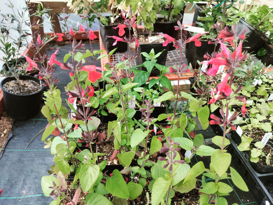 Salvia Hummingbird Forest Fire - Salvia coccinea
