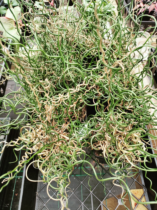 Juncus filiformis 'Spiralis' - Corkscrew Rush
