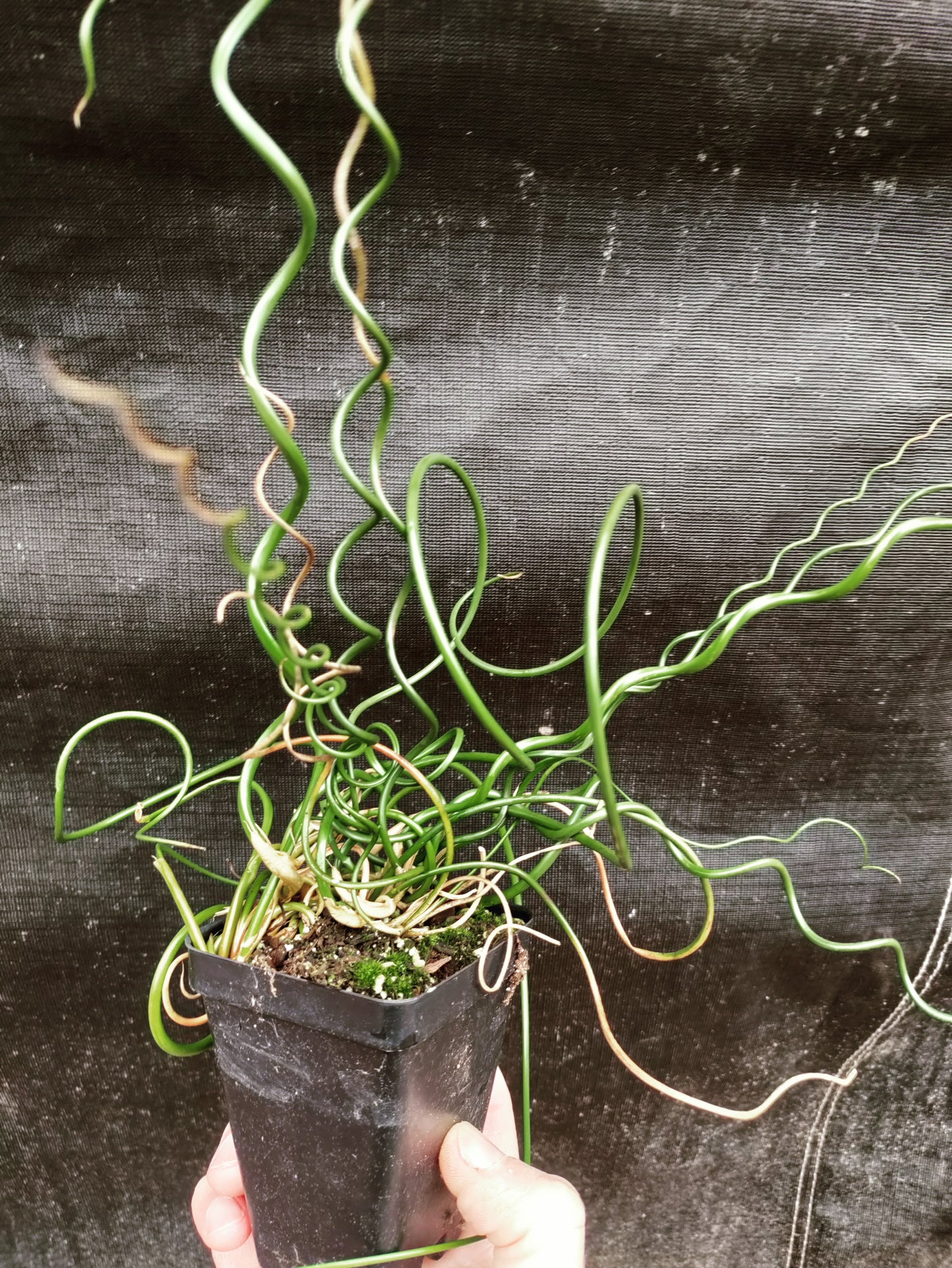 Juncus filiformis 'Spiralis' - Corkscrew Rush