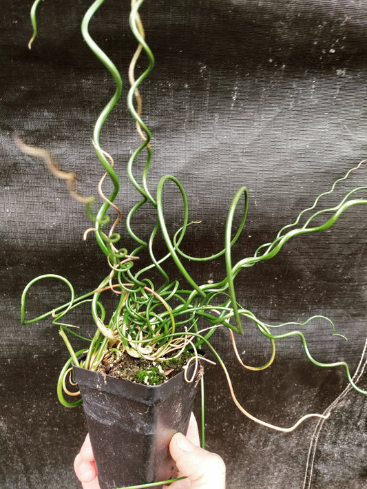 Juncus filiformis 'Spiralis' - Corkscrew Rush