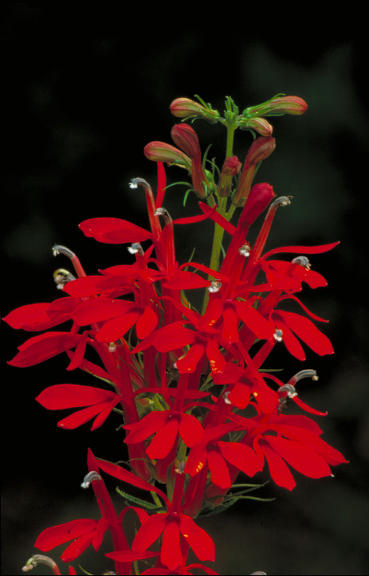 Cardinal flower - Lobelia cardinalis