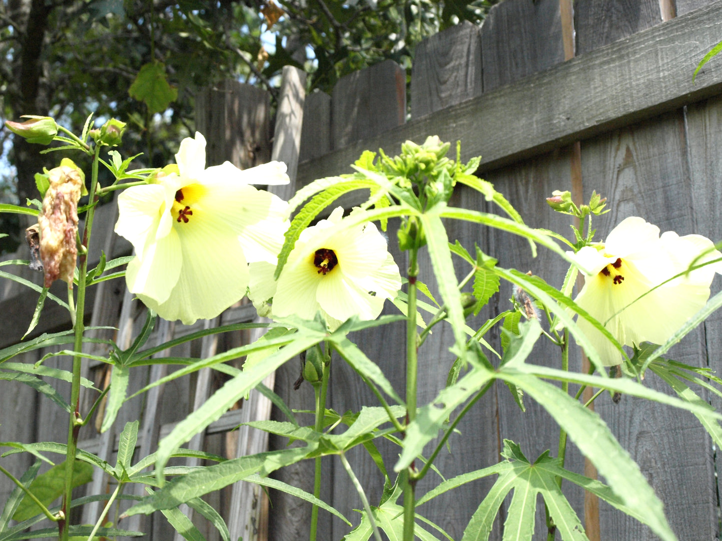 Sunset Muskmallow - Abelmoschus Manihot - Sunset Hibiscus