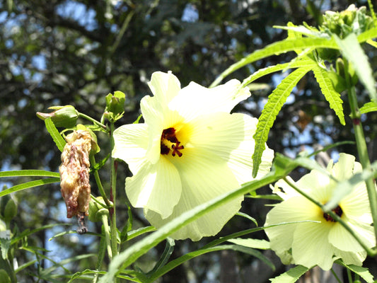 Sunset Muskmallow - Abelmoschus Manihot - Sunset Hibiscus