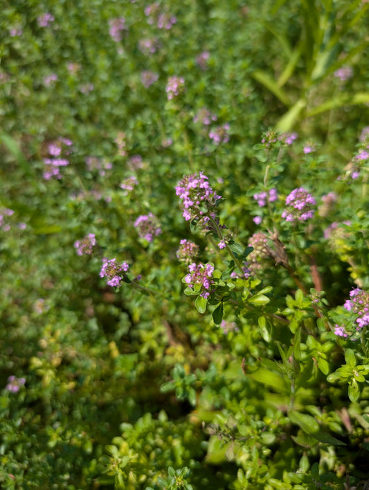 Creeping Thyme - Thymus serpyllum