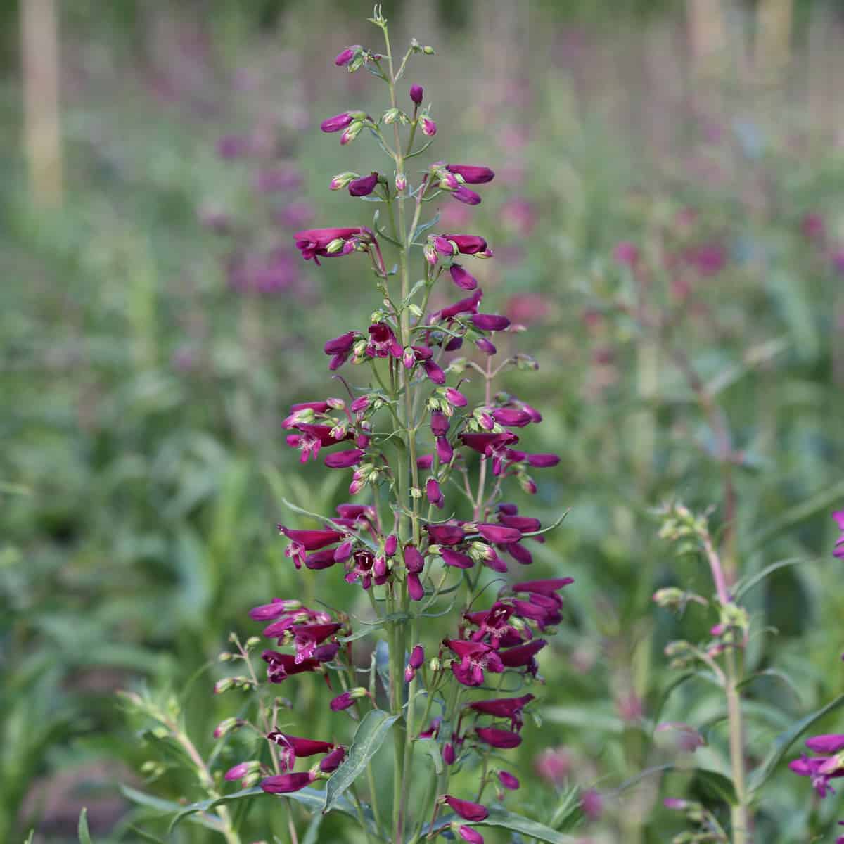 Penstemon 'Twizzle Purple' - Penstemon barbatus