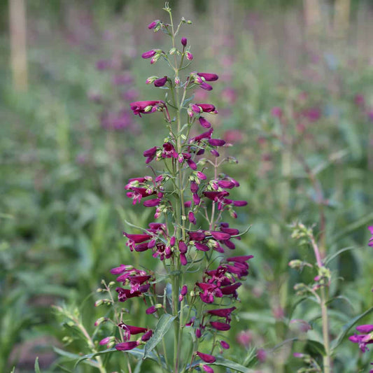 Penstemon 'Twizzle Purple' - Penstemon barbatus