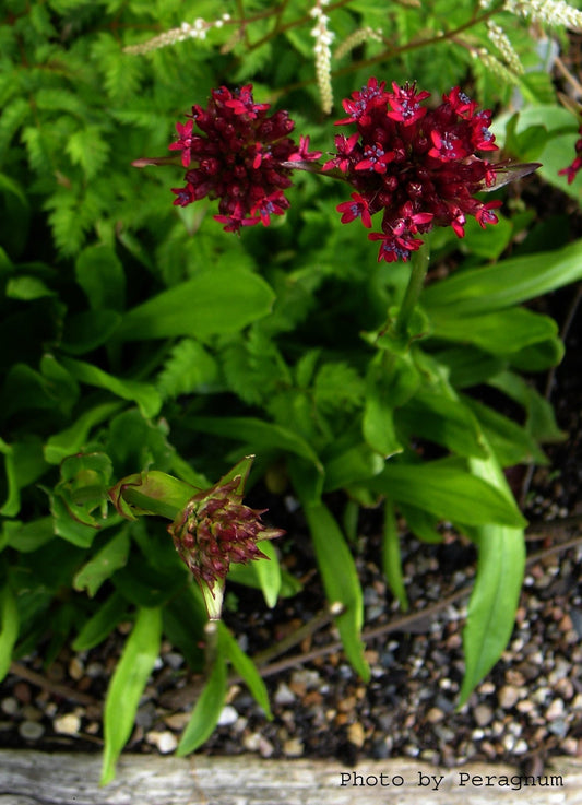 Cherry Drumsticks - Viscaria asterias
