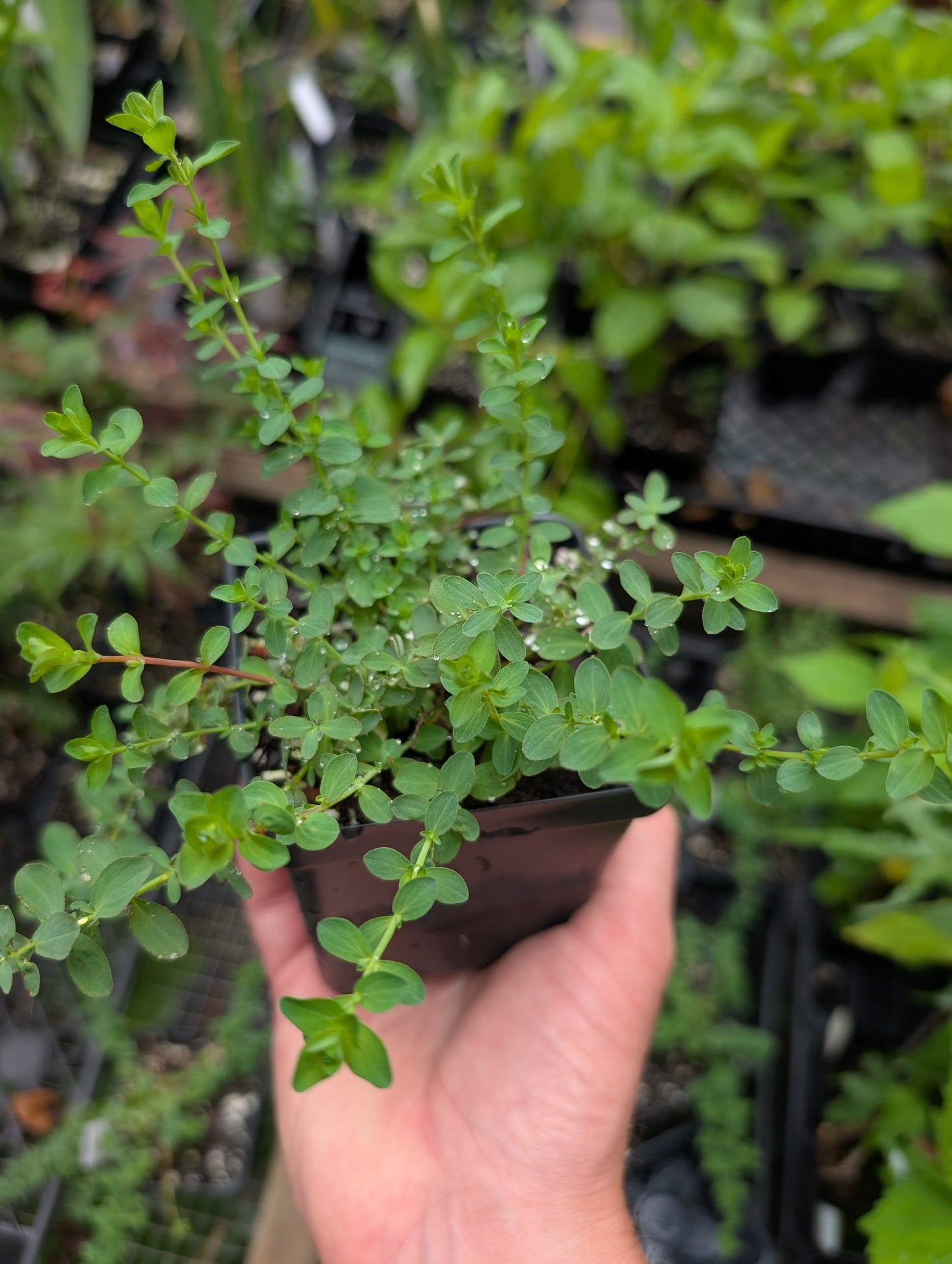 St. Johns Wort 'Topas' - Hypericum perforatum
