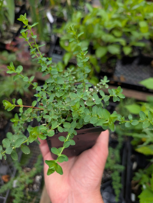 St. Johns Wort 'Topas' - Hypericum perforatum