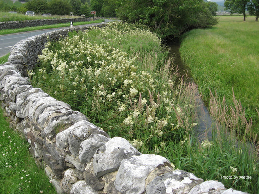 Meadowsweet - Filipendula ulmaria
