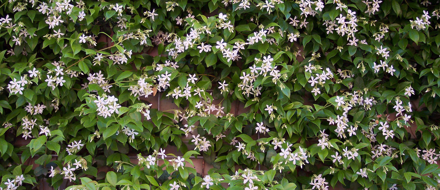 Confederate Jasmine, Star Jasmine - Trachelospermum jasminoides