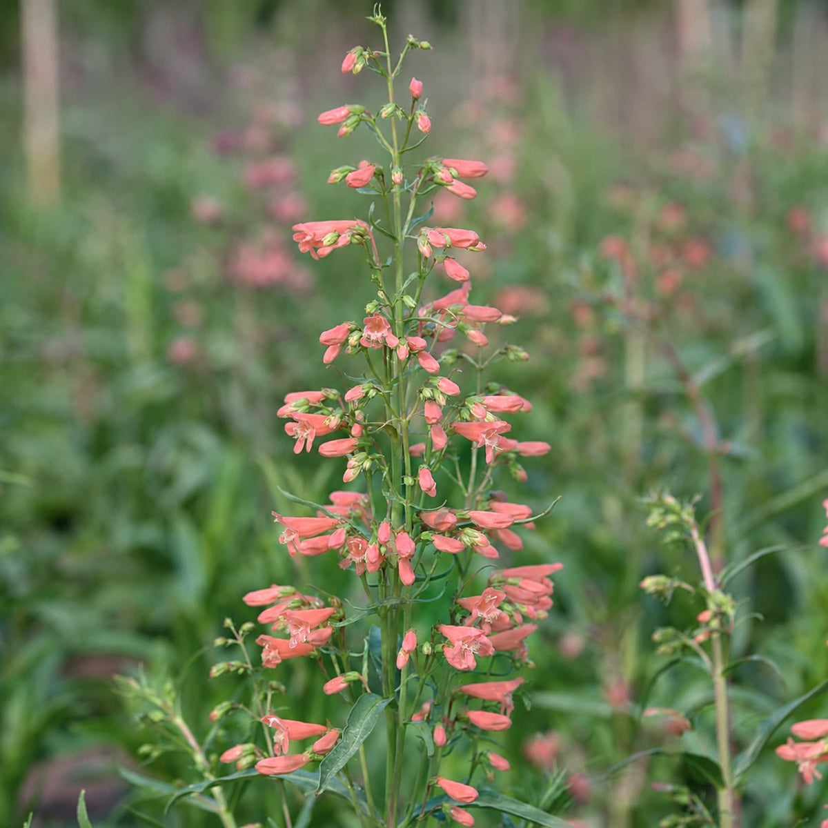 Penstemon 'Twizzle Coral' - Penstemon barbatus