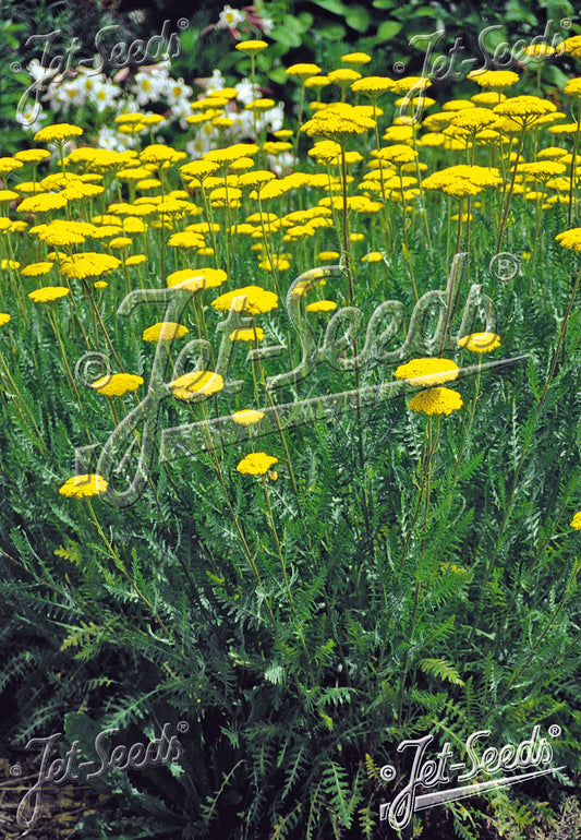 Yarrow 'Cloth of Gold' - Achillea filipendulina