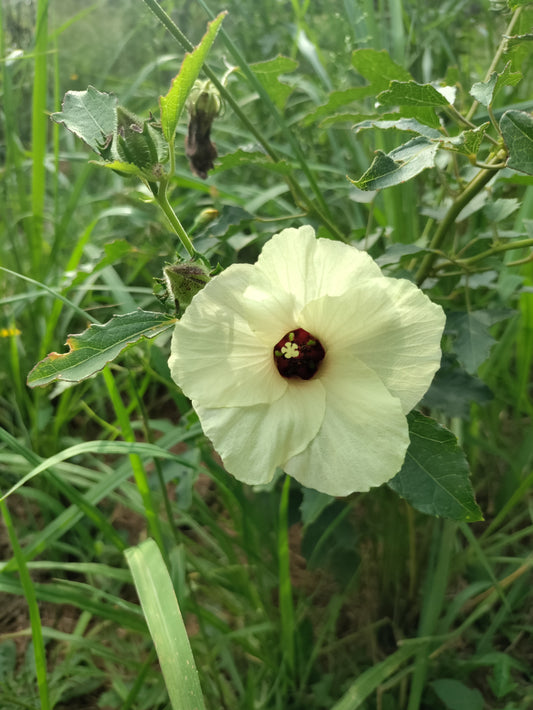 Hibiscus aculeatus - Comfortroot