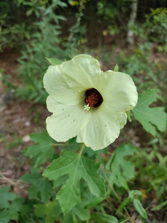 Hibiscus aculeatus - Comfortroot