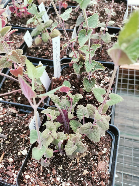 Agastache 'Heather Queen'- Agastache cana
