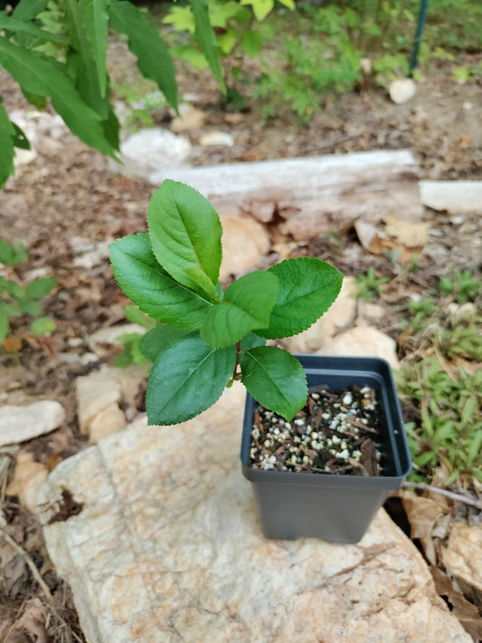Aronia 'Viking' - Aronia melanocarpa