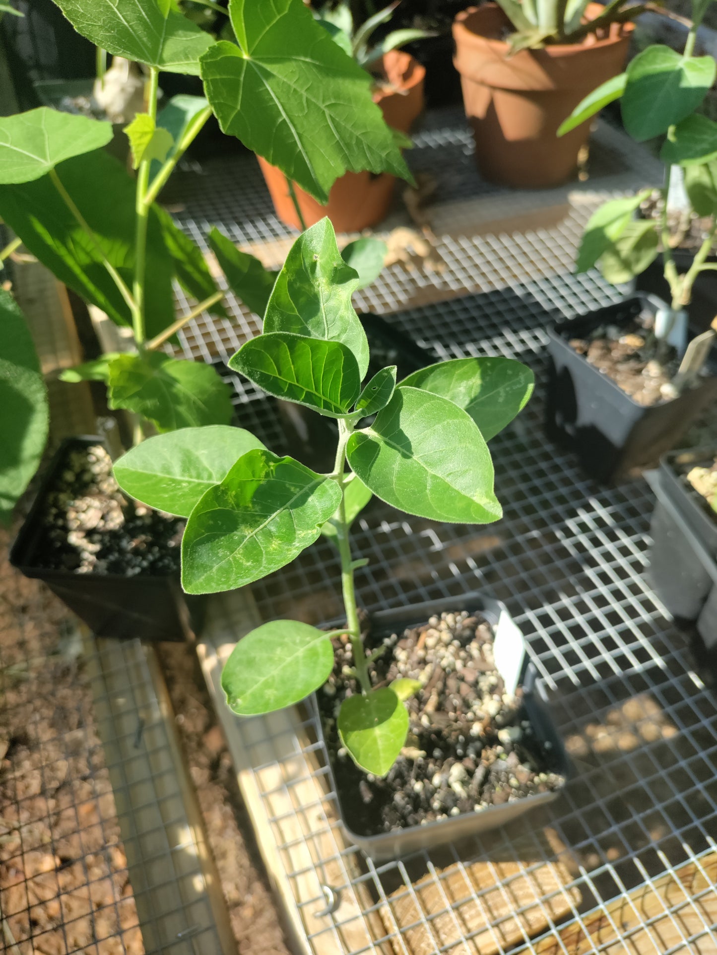 Ashwagandha plant - Withania somnifera