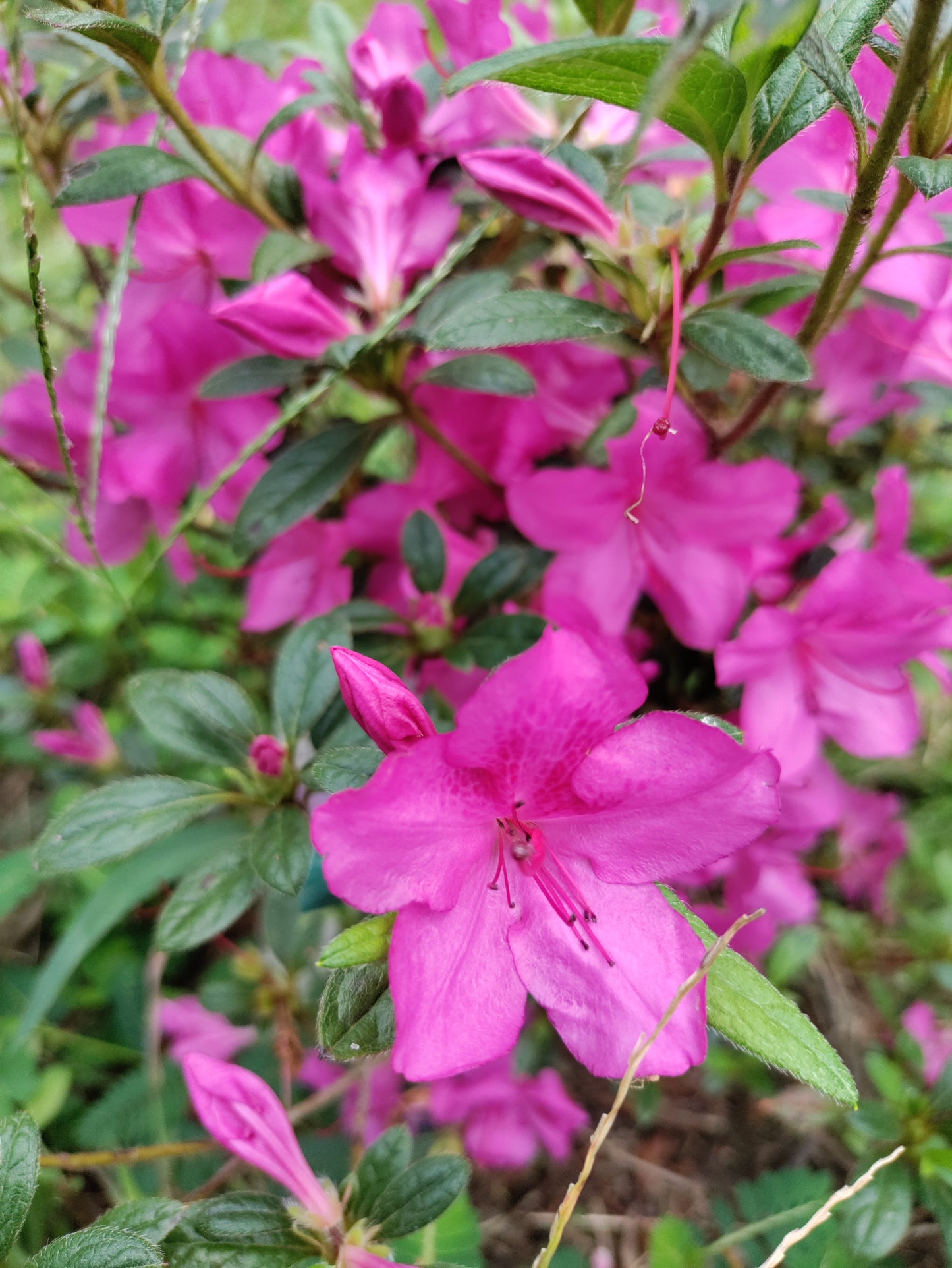Reblooming Pink Azalea 'Conlee' - Rhododendron japonicum