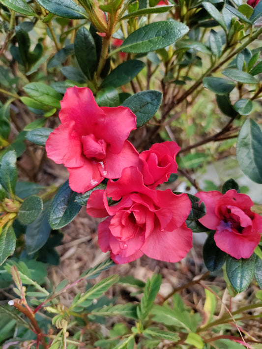 Reblooming Red Azalea 'Conlen' - Rhododendron japonicum