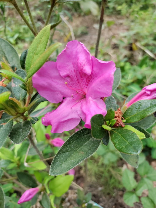Azalea 'Conlec' - Reblooming