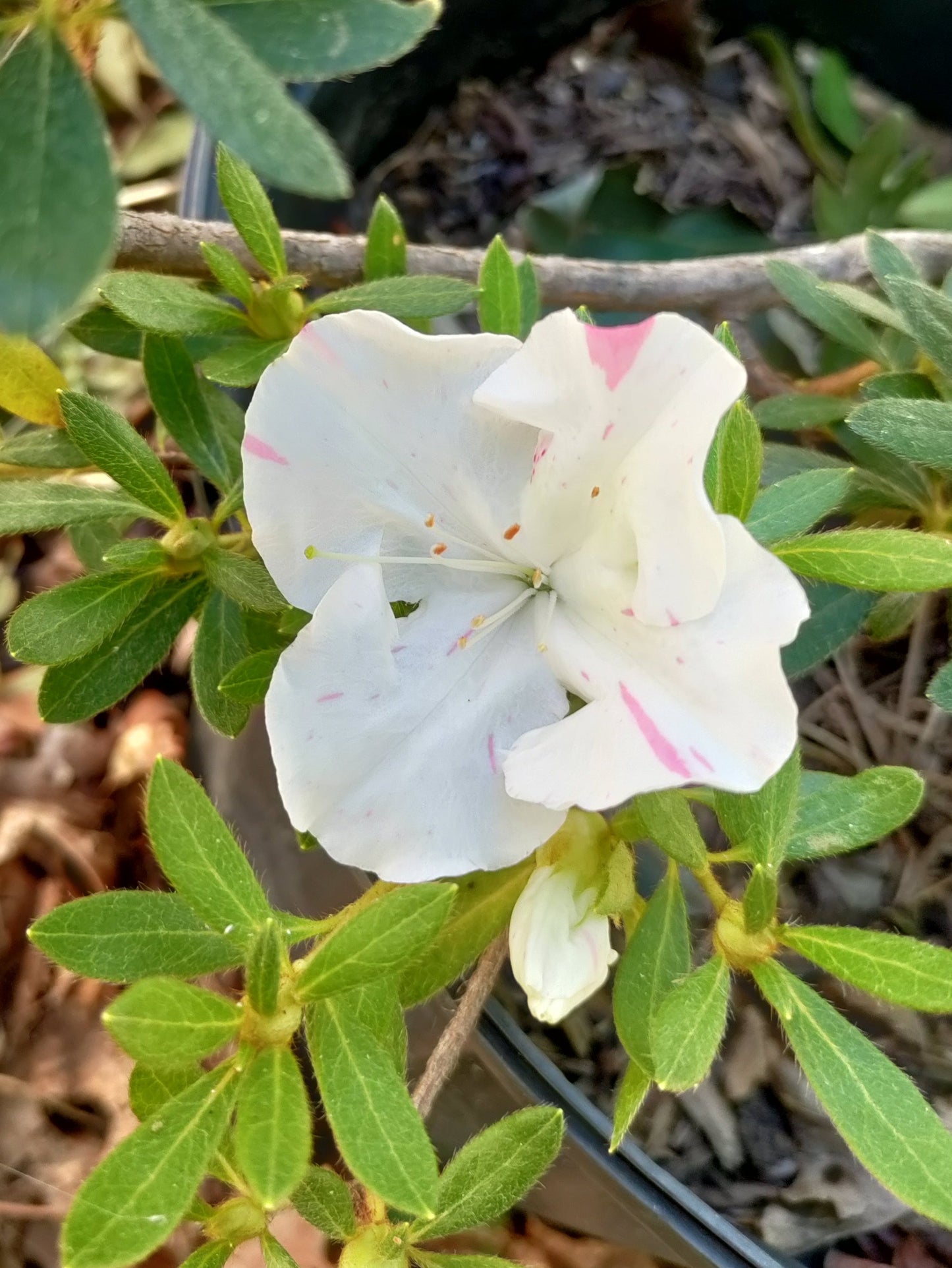 Reblooming White and Pink Azalea 'Roblem' - Rhododendron japonicum