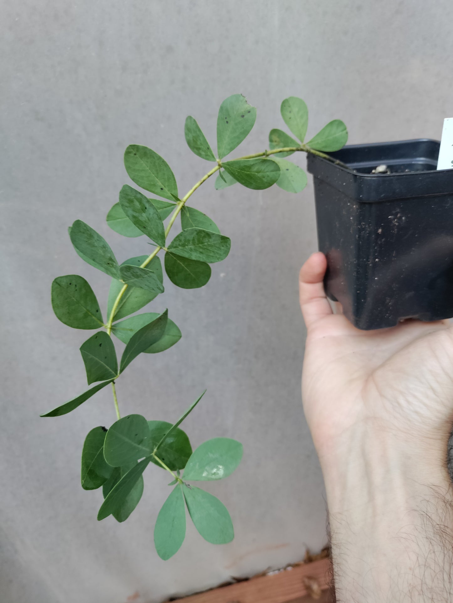 Blue Baptisia - Baptisia Australis