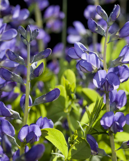 Blue Baptisia - Baptisia Australis