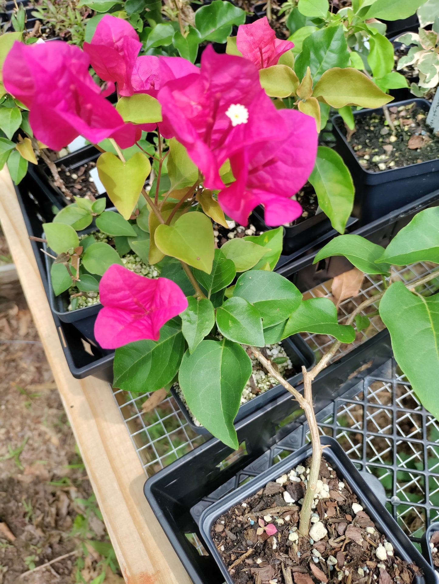 Bougainvillea 'Barbara Karst' - pink