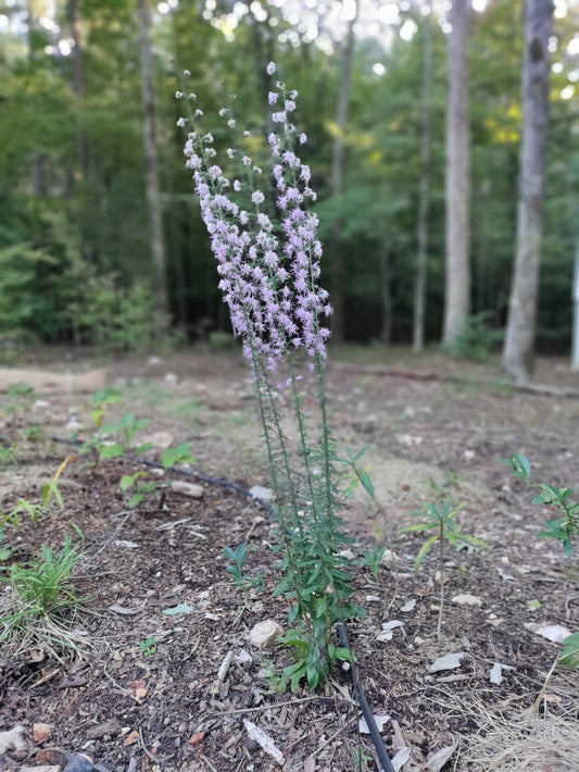 Blazing Star - Liatris