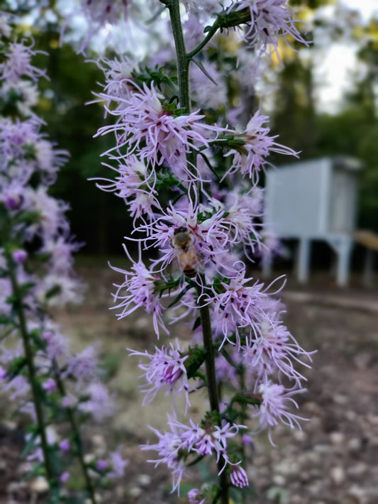 Blazing Star - Liatris