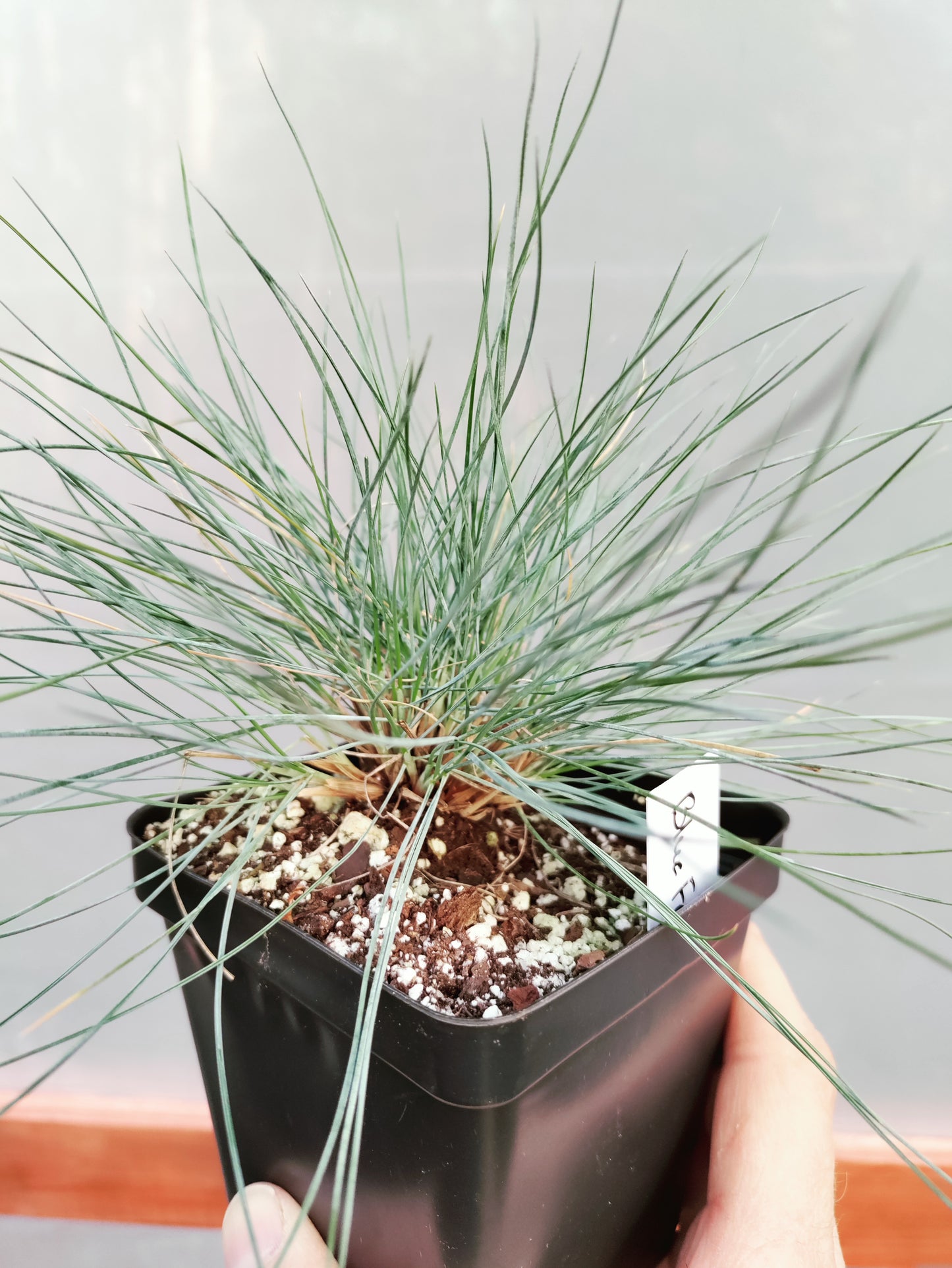 Blue Fescue Grass 'Elijah Blue' - Festuca glauca