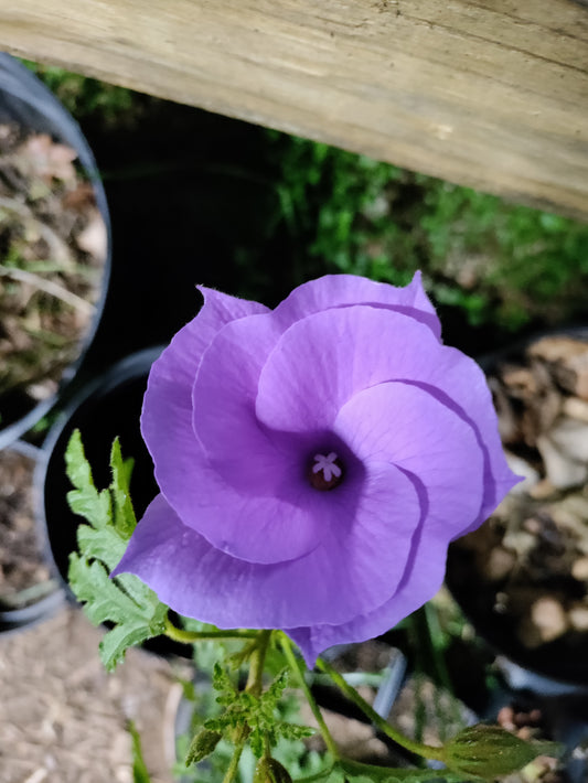 Blue Hibiscus plant - Alyogyne hueglii