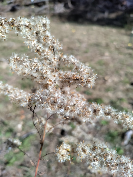 Boneset plant - Eupatorium perfoliatum