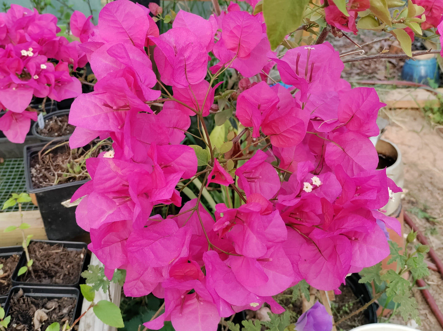 Bougainvillea 'Raspberry Ice'