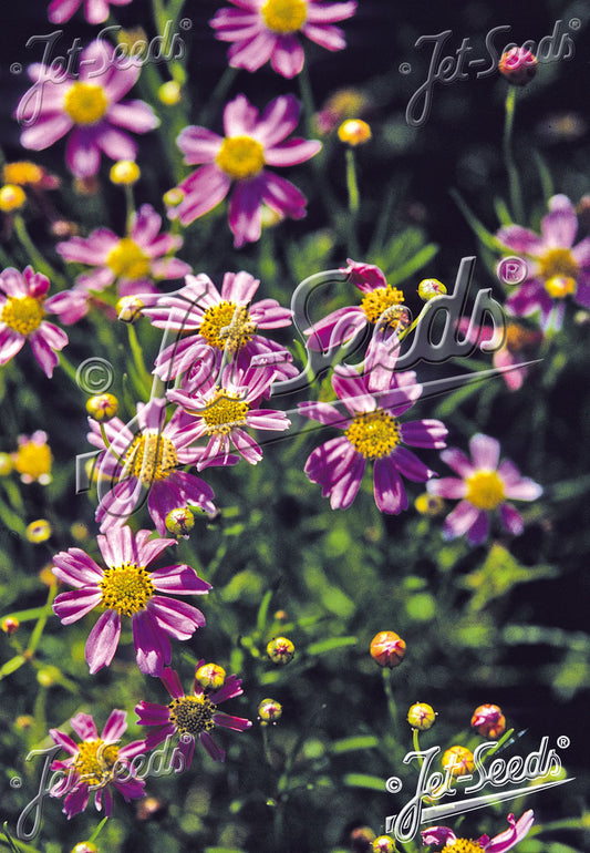 Coreopsis 'American Dream' - Pink Tickseed