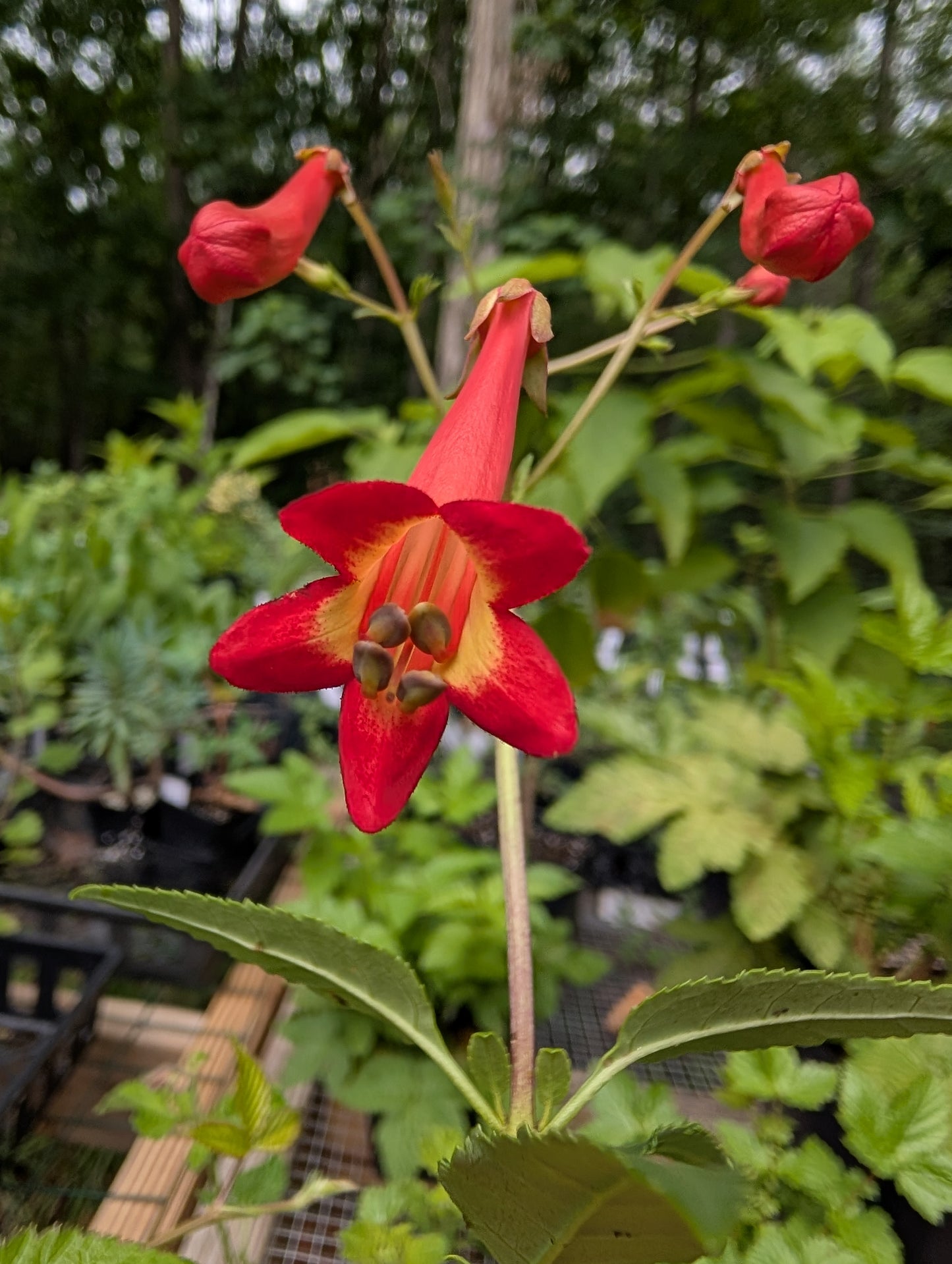 Cape Fuchsia - Phygelius capensis