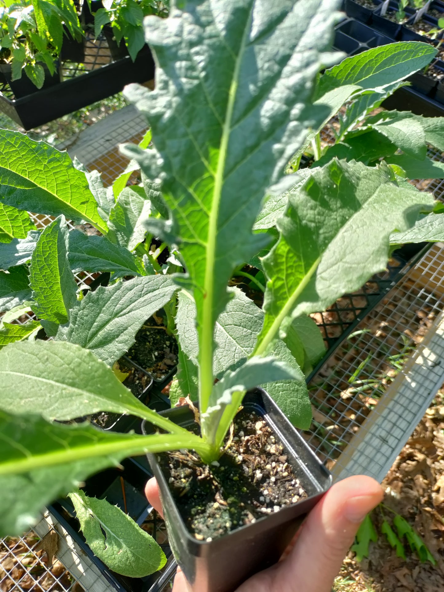 Cardoon - Cynara cardunculus