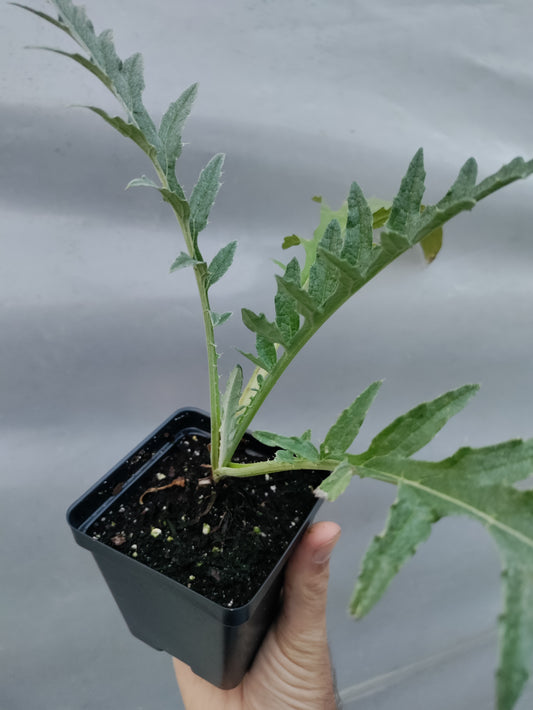 Cardoon - Cynara cardunculus