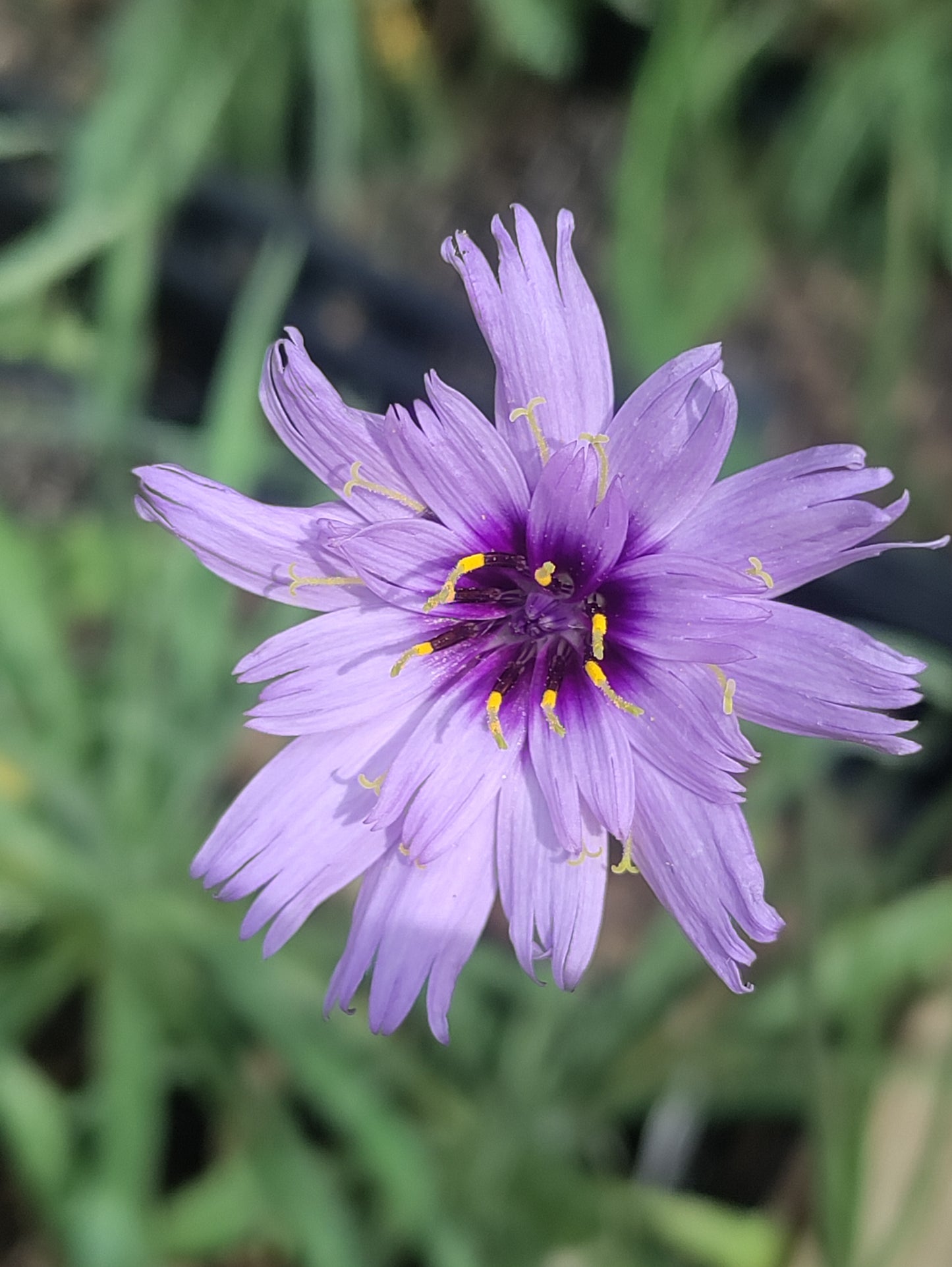 Catananche 'Amor Blue' - Catananche caerulea