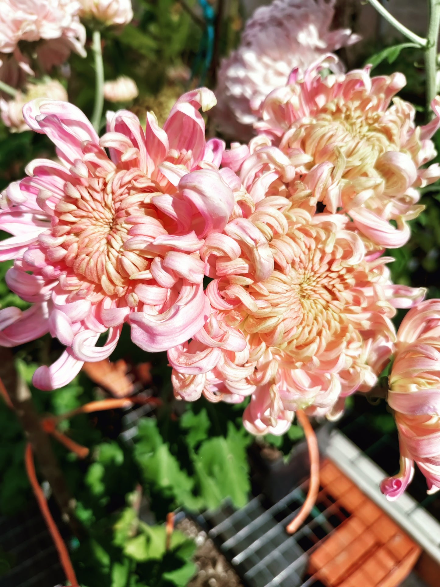 Chrysanthemum River City