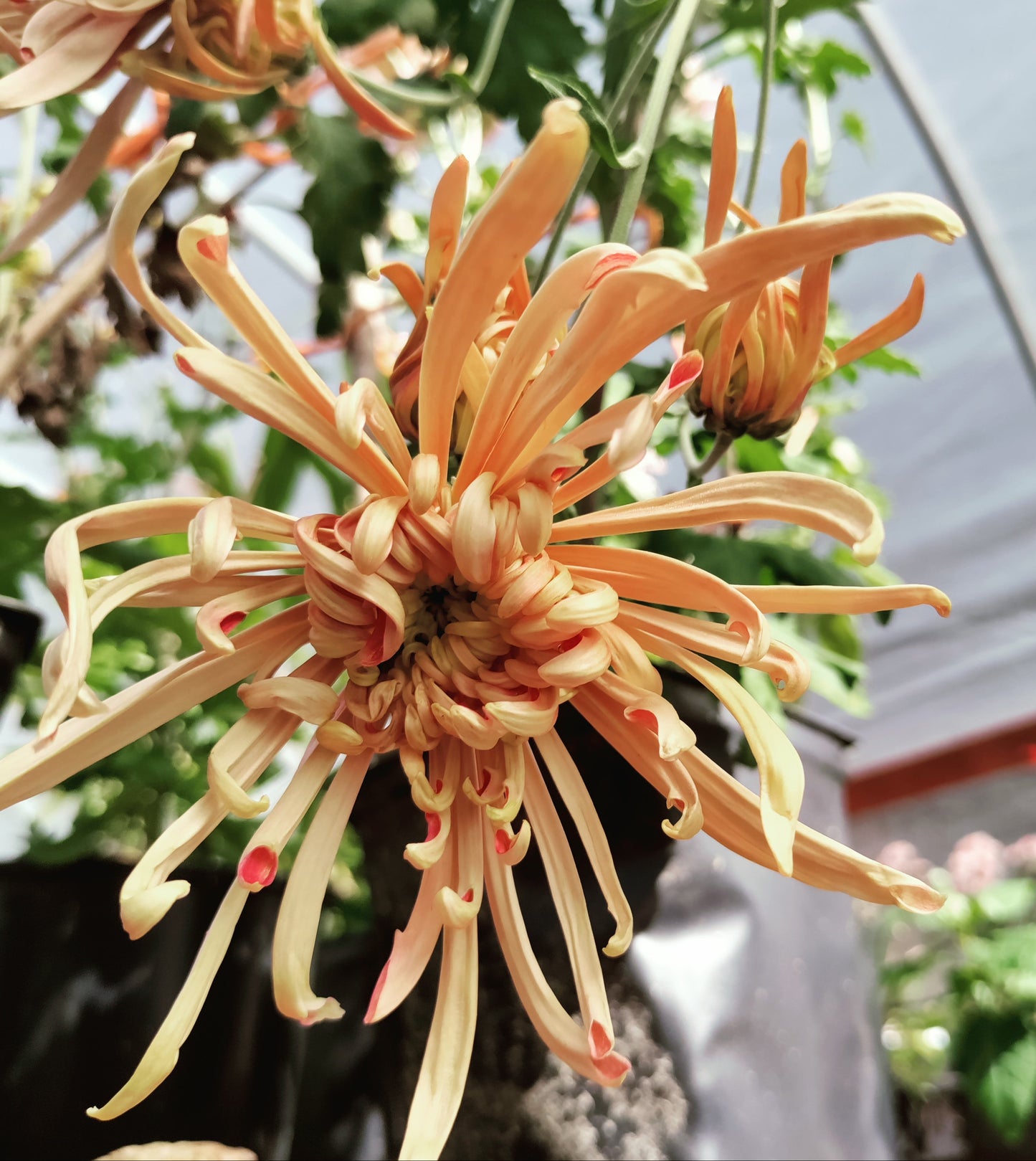 Chrysanthemum Mocha