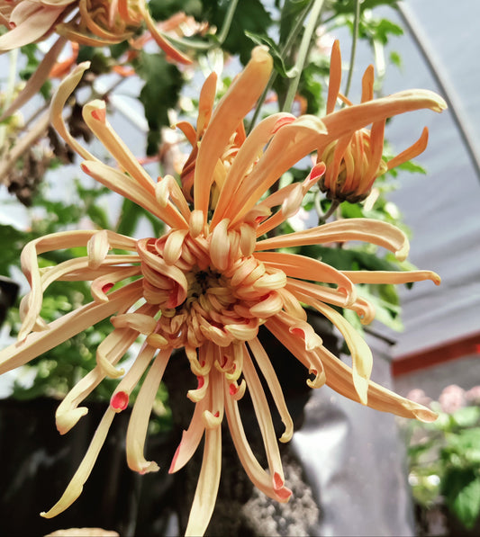 Chrysanthemum Mocha