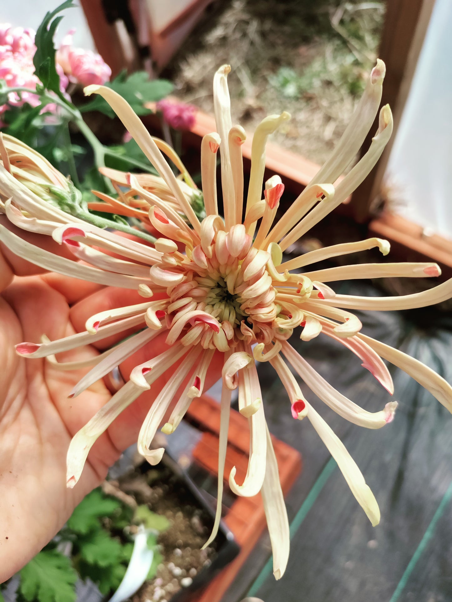 Chrysanthemum Mocha