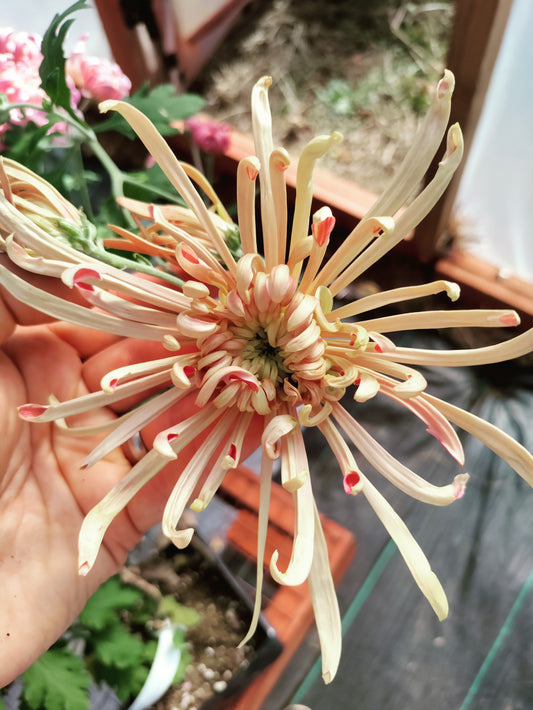 Chrysanthemum Mocha